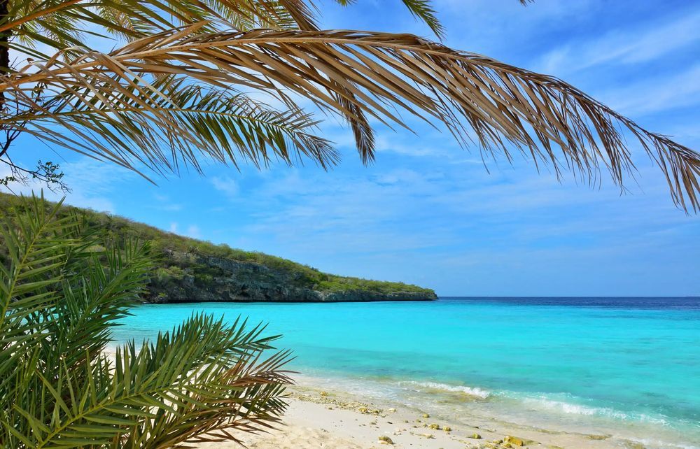 Beach Palm
